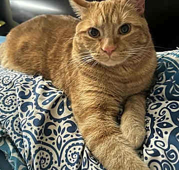 Photo of Tommy