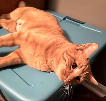 Photo of Butternut