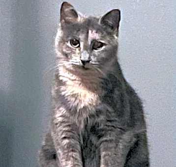 Photo of Cranberry