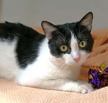 Photo of Baron
