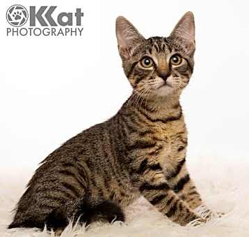 Photo of Mesalina