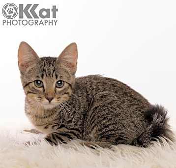 Photo of Nero