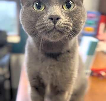 Photo of Squeak