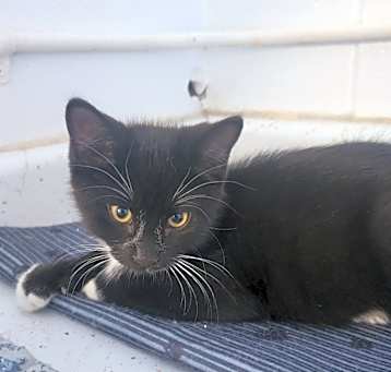 Photo of Arlo