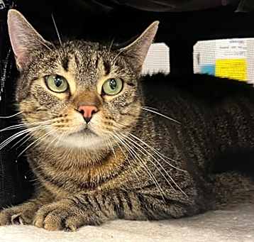 Photo of Tigger