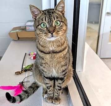 Photo of Peppercorn