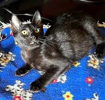 Photo of LittlePanther