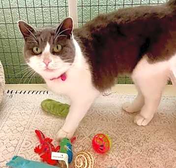 Photo of Candy
