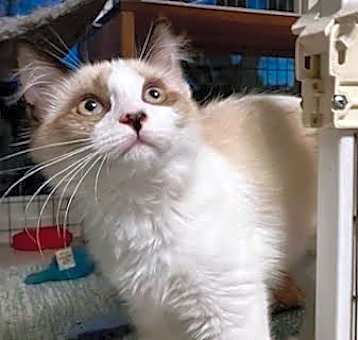 Photo of Ninou