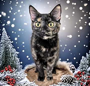 Photo of Sabrina