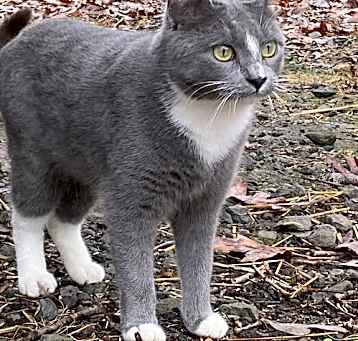 Photo of Ambrosia