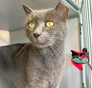 Photo of Smokey