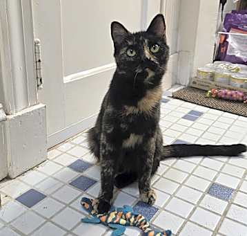 Photo of Missy