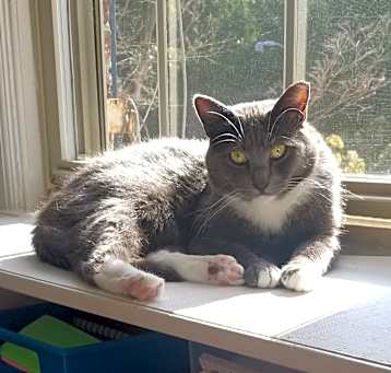 Photo of Archie Cute but Unsocial