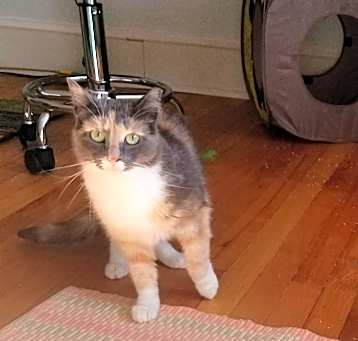Photo of Dahlia Cute but Unsocial