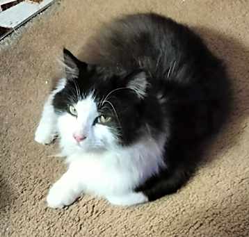 Photo of Toby