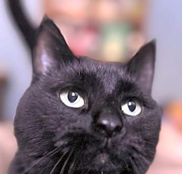 Photo of Blackie