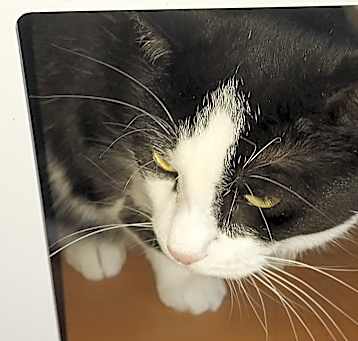 Photo of Coquita