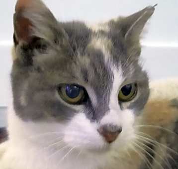 Photo of Whisper