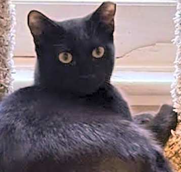 Photo of Velvet