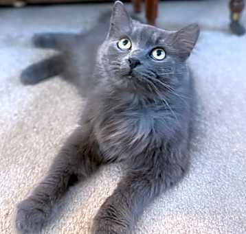 Photo of Granite-AdoptionPending