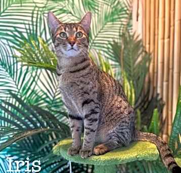 Photo of Iris (Bonded with Adonis)