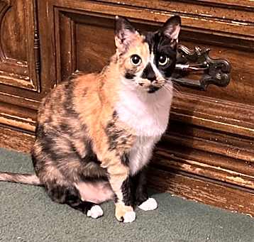 Photo of Ginger