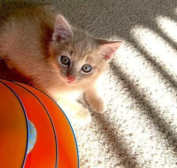Photo of CREAM PUFF - Bonded with Oliver