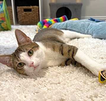 Photo of Jingle