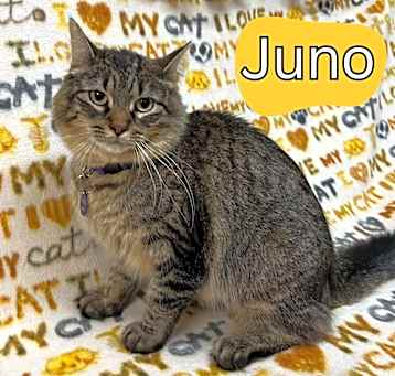 Photo of Juno