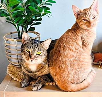 Photo of Sugar and Peaches *bonded pair*