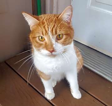 Photo of Twinkie