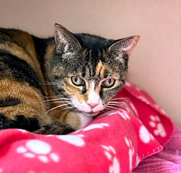 Photo of Jessica (Approved application)