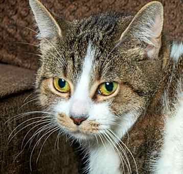 Photo of Marbles