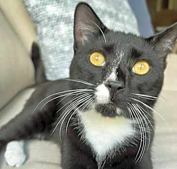 Photo of Blaze
