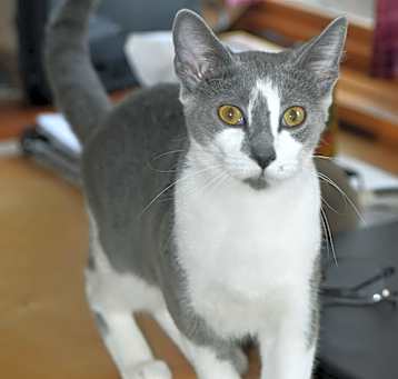 Photo of Jelly Bean