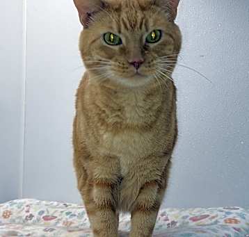 Photo of Chester