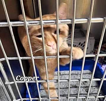 Photo of Copper