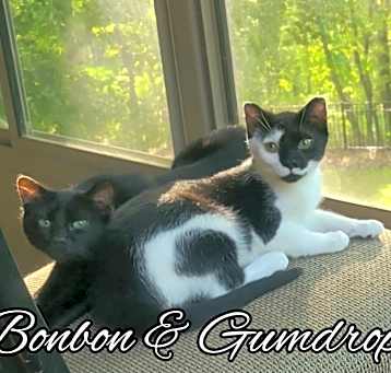 Photo of Gumdrop
