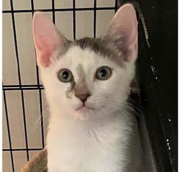 Photo of Denver,( Doug, Dan adopted)