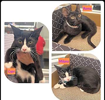 Photo of Milano, Roma (Capri adopted)