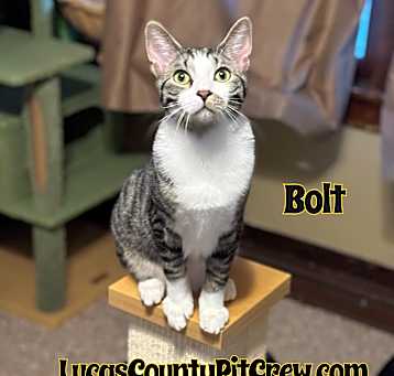 Photo of Bolt
