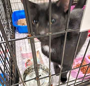 Photo of Smokey