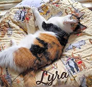 Photo of Lyra #precious-purr-baby