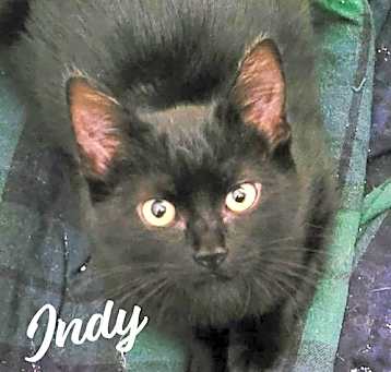 Photo of Indy #copper-penny-eyes