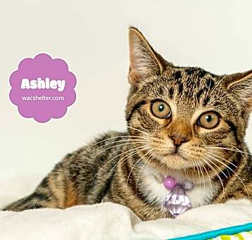 Photo of ASHLEY (LOVES OTHER CATS)