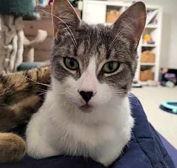 Photo of Sage