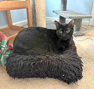Photo of Sage