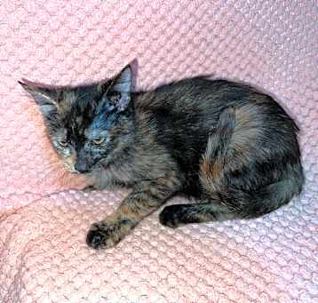 Photo of Asher (RARE MALE TORTI)