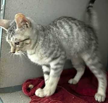 Photo of Siberian